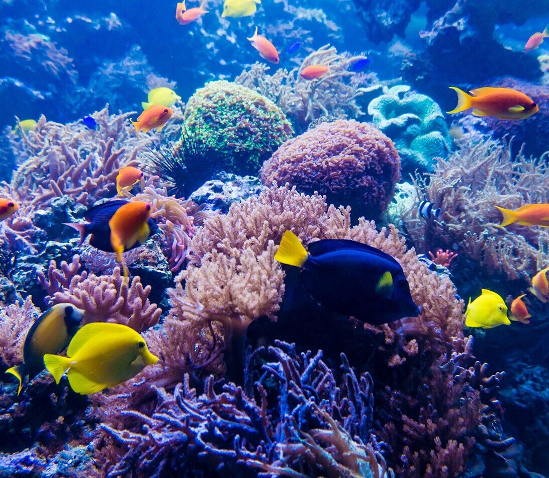 Australian BioCommons Apollo service | tropical reef fish