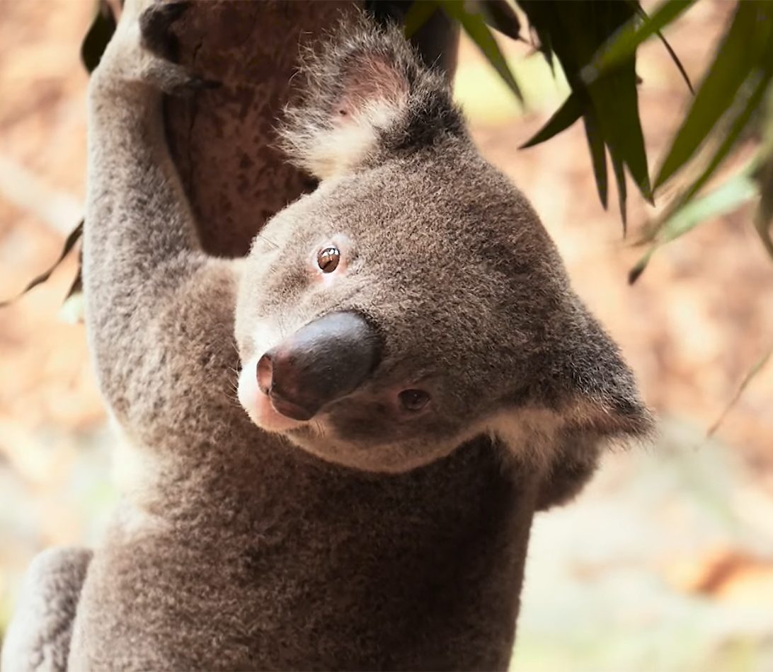 Endangered koalas